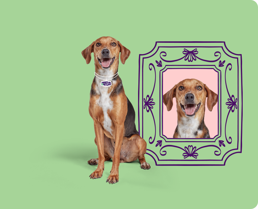Escolha o plano ideal para seu pet