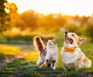 Brinquedo caseiro para pets: ideias para estimular o corpo e a mente de cães e gatos