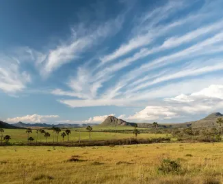 Biodiversidade do Cerrado: por que preservar o bioma é cuidar da vida